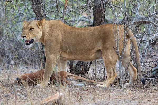 Leona acaba de matar a un impala. — Foto de Stock