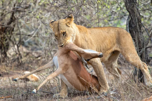 Löwin hat gerade ein Impala getötet — Stockfoto