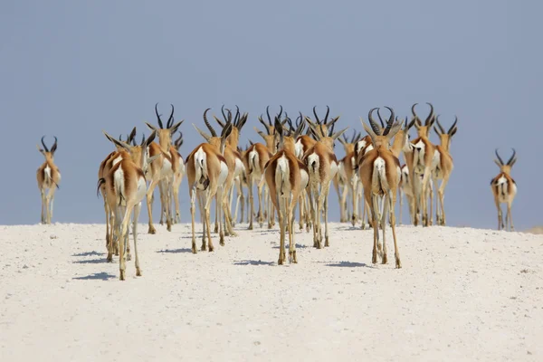 Springboks på etosha national park — Stockfoto