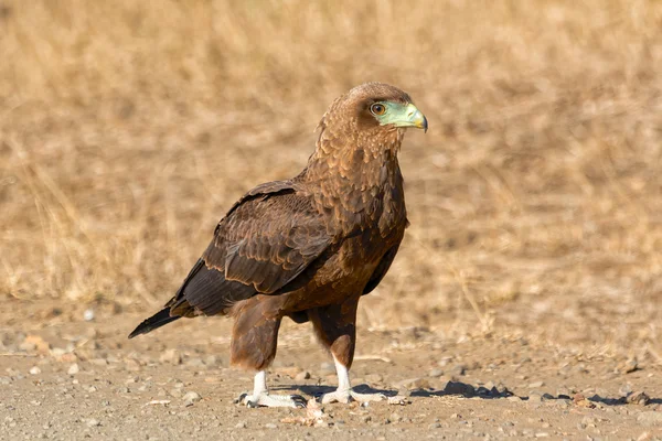 Tawny eagle kruger Nationaalpark — Stockfoto