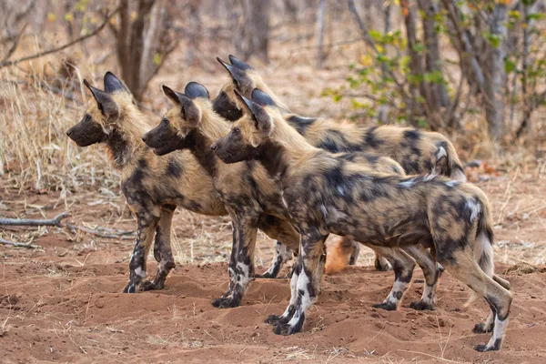 Vild hund närbild botswana — Stockfoto