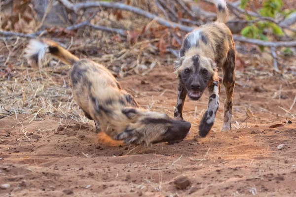 Wildhund spielt im Kruger Nationalpark — Stockfoto