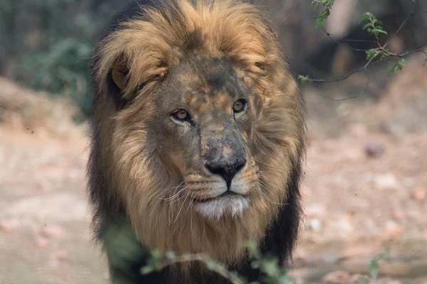 Υπέροχο λιοντάρι Νότια Αφρική — Φωτογραφία Αρχείου