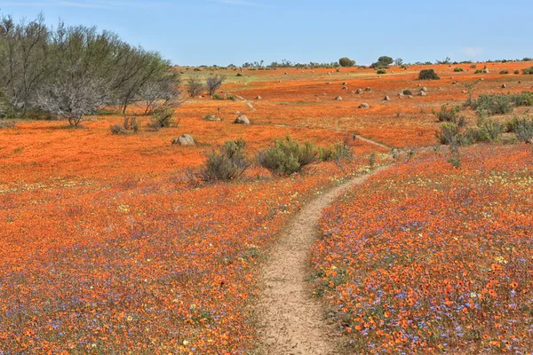 꽃 namaqua 국립 공원 로열티 프리 스톡 사진