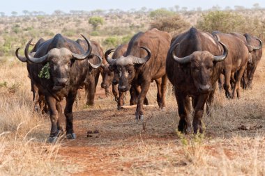 kruger, bufalo sürüsü
