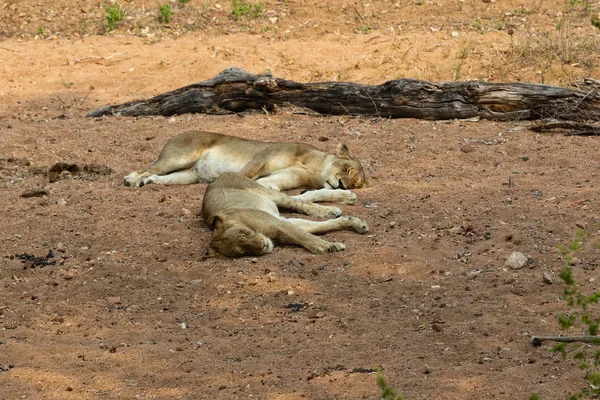 Lions sova på kruger — Stockfoto