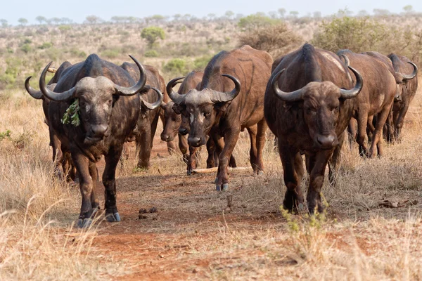 Стадо буйволів у Крюгера — стокове фото