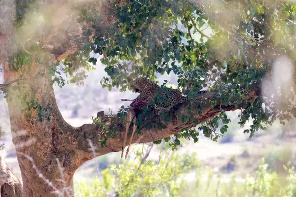 Leopard with an impala in a tree — Stock Photo, Image