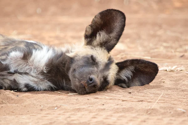 Chobe에 그려진된 개 강아지 — 스톡 사진