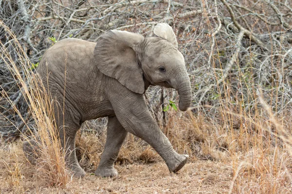Cubo de elefante muy lindo — Foto de Stock