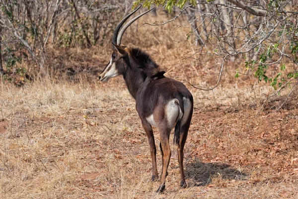 Sable antilope ved chobe – stockfoto