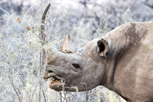 Très grand rhinocéros à etosha — Photo