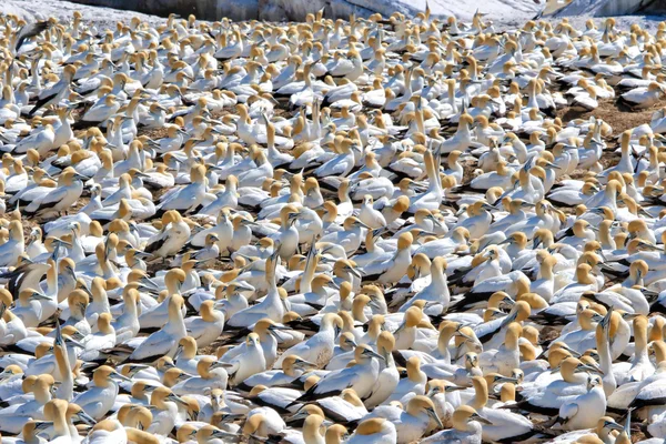 Cape gannet Güney Afrika — Stok fotoğraf