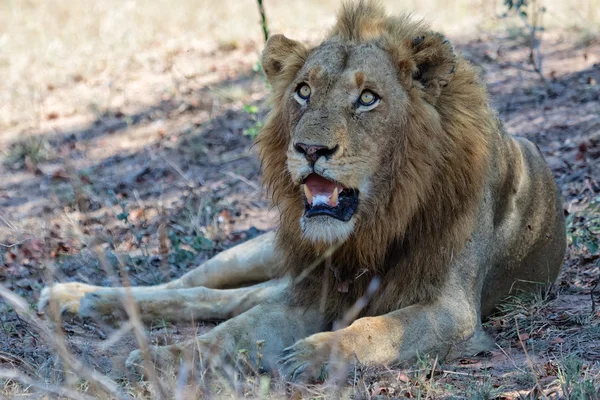 Lion au parc national Kruger — Photo