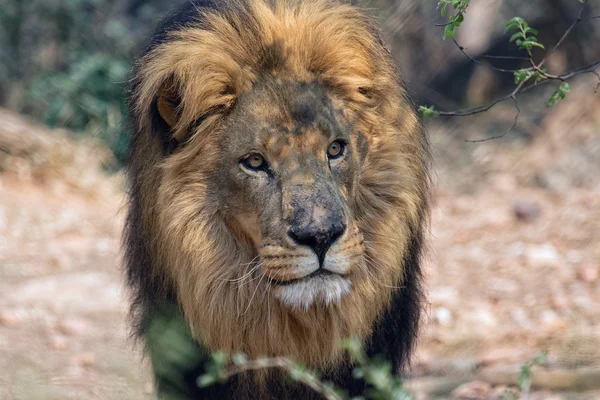 Лев у національному парку Крюгер — стокове фото