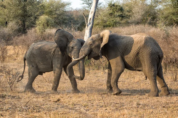 Young elephant playing in kruger — Stock Photo, Image