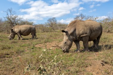 couple of rhinos at Hluhluwe-Umfolozi clipart
