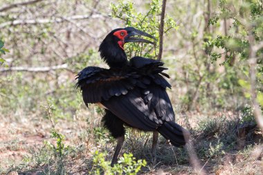 Kara Kartallar kruger national Park