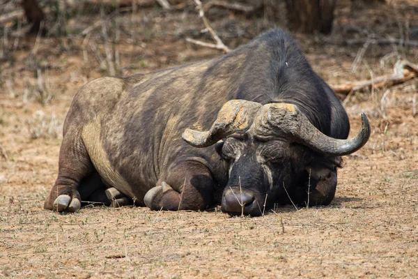 Bufalo che dorme nel parco nazionale di kruger — Foto Stock