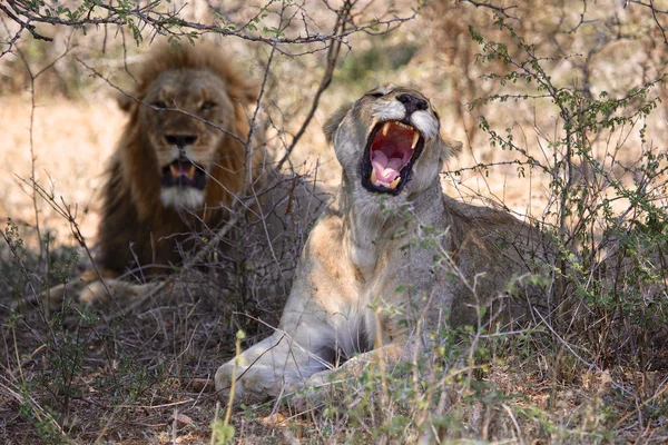 Kruger bahçesindeki aslanları birkaç — Stok fotoğraf