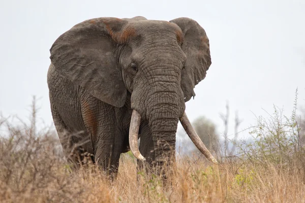 Elefante en el parque nacional de kruger — Foto de Stock