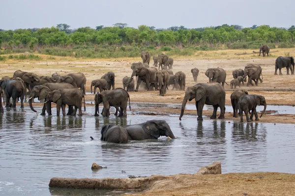 Elefant med bad i hwange — Stockfoto