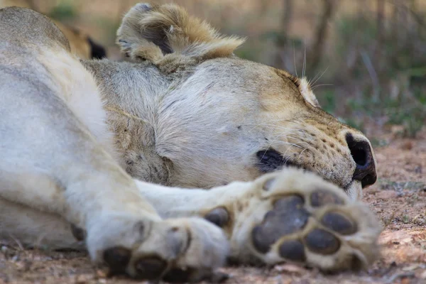 Geri kalan kruger sahip dişi aslan — Stok fotoğraf