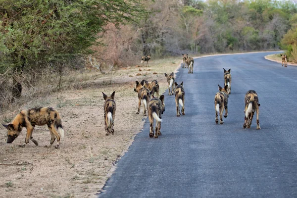Painted dogs on the road — Stock Photo, Image