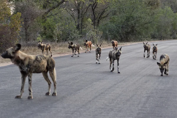 Painted dogs on the road — Stock Photo, Image