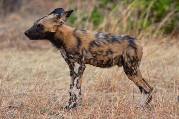 Geschilderde hond puppy op chobe — Stockfoto