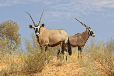 Oryx kgalagadi Park