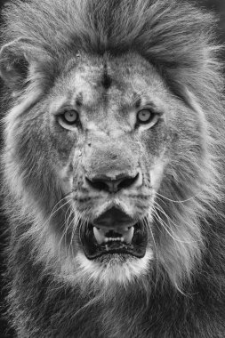 bir aslan-kruger Milli Parkı portresi 