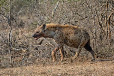 sırtlan kruger Milli Parkı