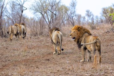 Aslan kardeşler kruger Milli Parkı