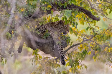 leopar ağaca kruger Milli Parkı içinde
