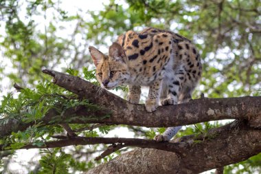 serval in a tree at kruger clipart