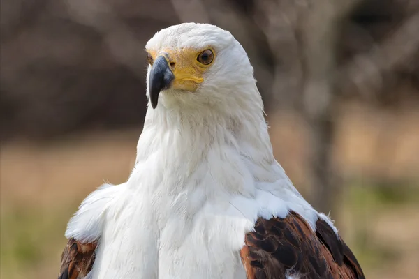 Bir Afrika balık eagle portresi — Stok fotoğraf