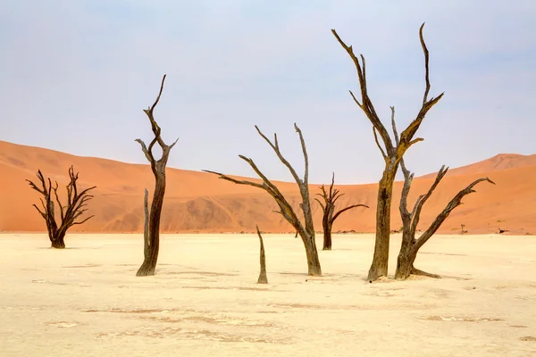 Alberi morti a sossusvlei — Foto Stock