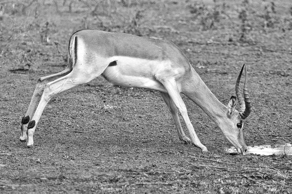 Impala drinkwater op kruger — Stockfoto