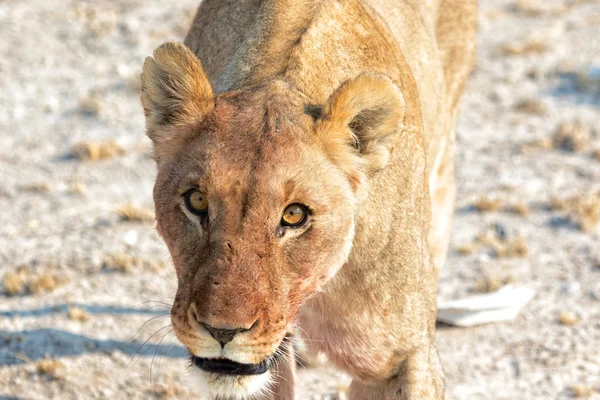 Dişi aslan etkin ulusal Park'ta — Stok fotoğraf