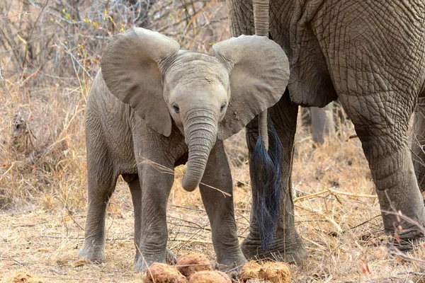 Young elephant at kruger national park — Stock Photo, Image