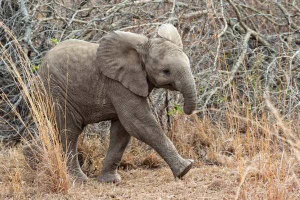 Elefante bebé en el parque nacional de kruger — Foto de Stock