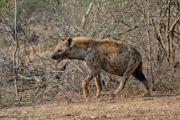 Hyena v kruger national park — Stock fotografie