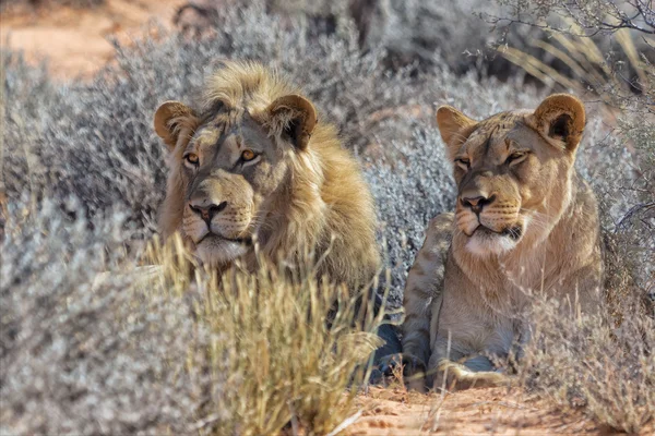 Par de leões no parque kgalagadi — Fotografia de Stock