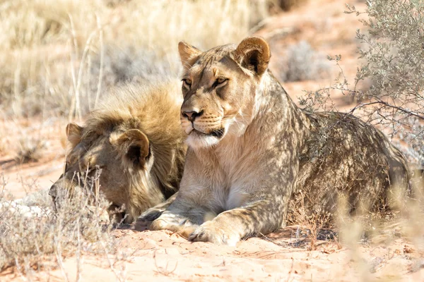 Coppia di leoni al parco delle kgalagadi — Foto Stock