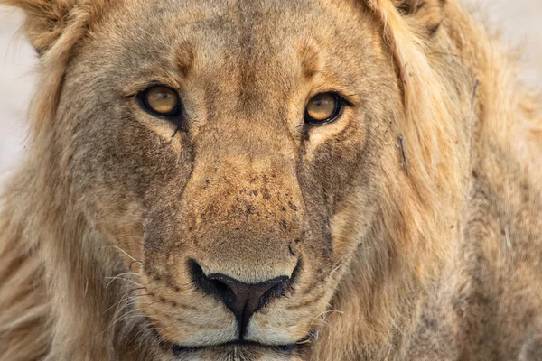 Portret van een Leeuw op kruger — Stockfoto