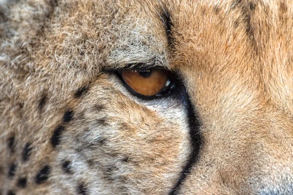 Oko Cheetach v kruger — Stock fotografie