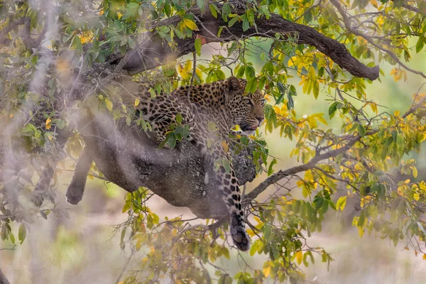 Leopardo en un árbol en el parque nacional de kruger — Foto de Stock