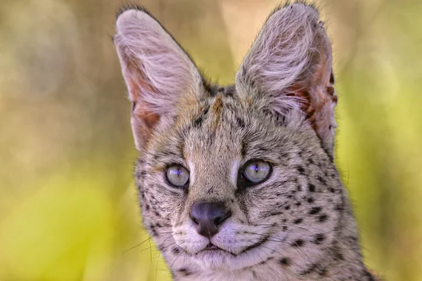 Kruger, serval portresi — Stok fotoğraf