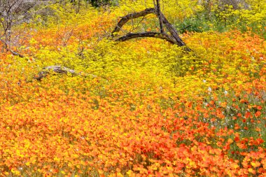 çok utangaç gergedan Afrika